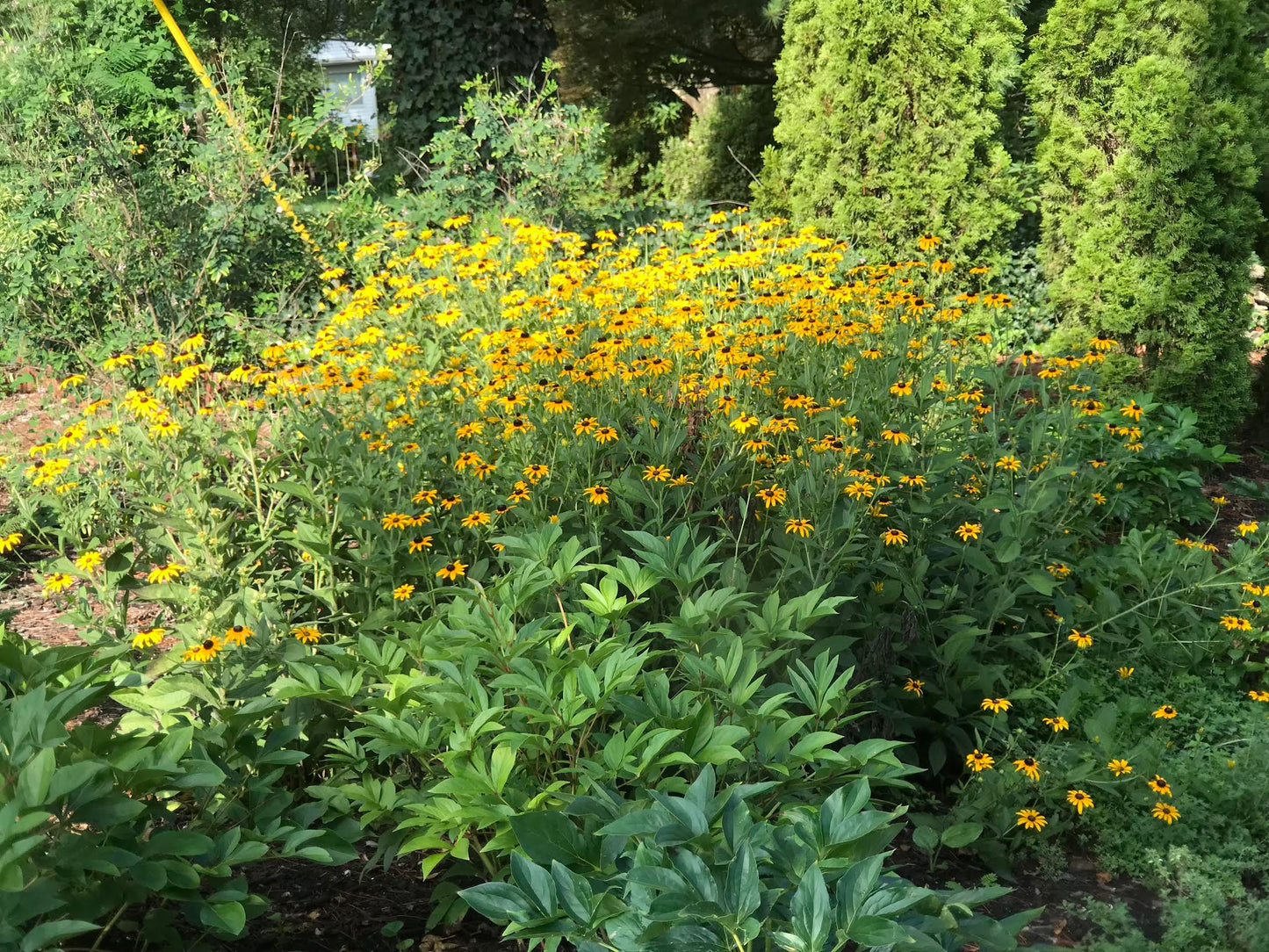 Black-Eyed Susans  - Acrylic Painting by artist Charlotte Rollman