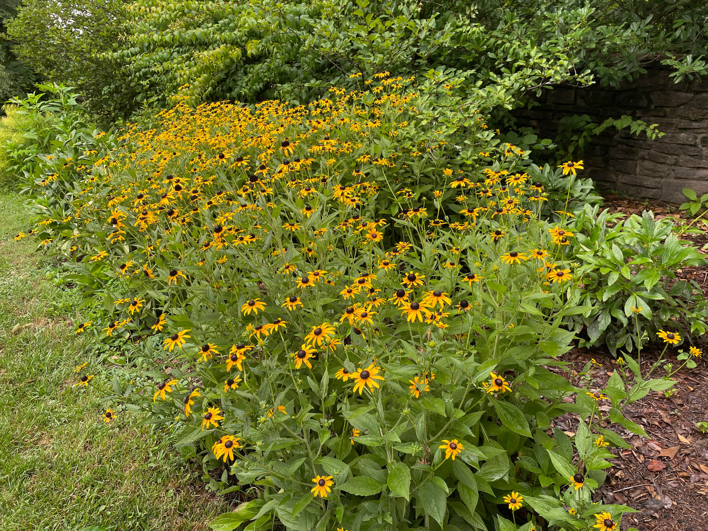 Black-Eyed Susans  - Acrylic Painting by artist Charlotte Rollman