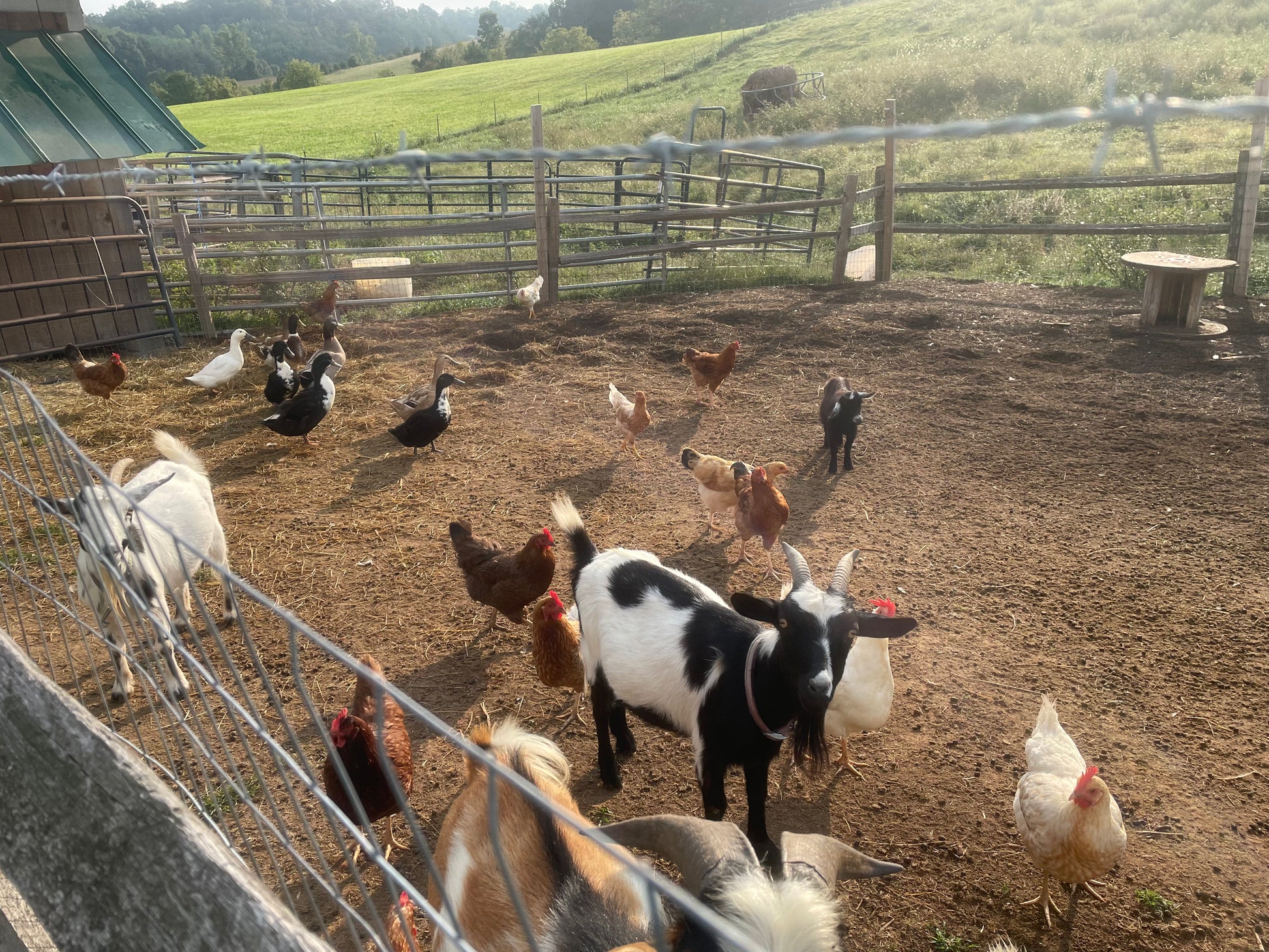 Goats Milk  - Acrylic Painting by artist Charlotte Rollman. Farm in English Mtn. TN.