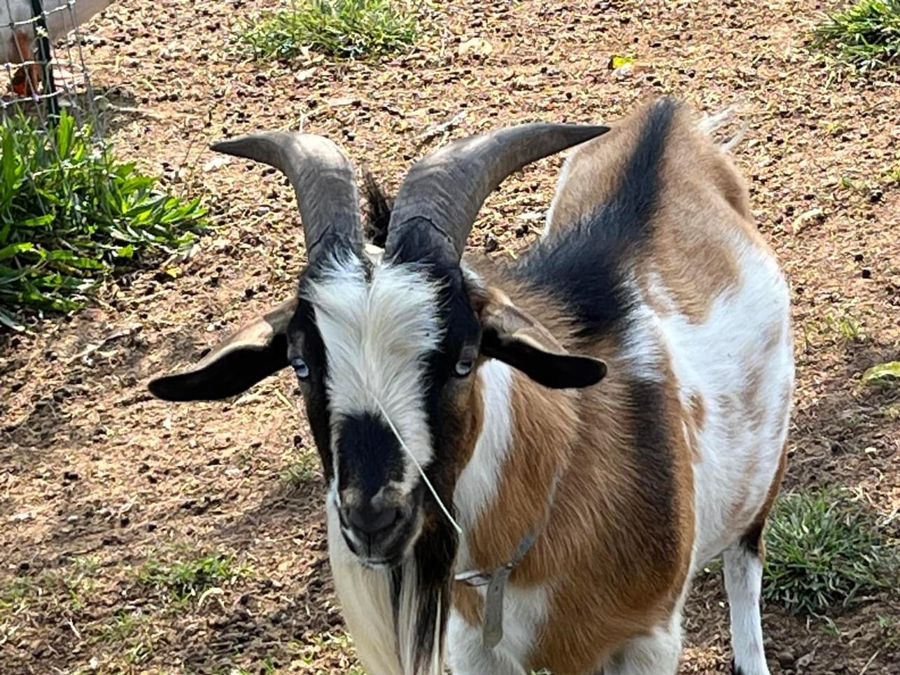 Goats Milk  - Acrylic Painting by artist Charlotte Rollman. Farm in English Mtn. TN.