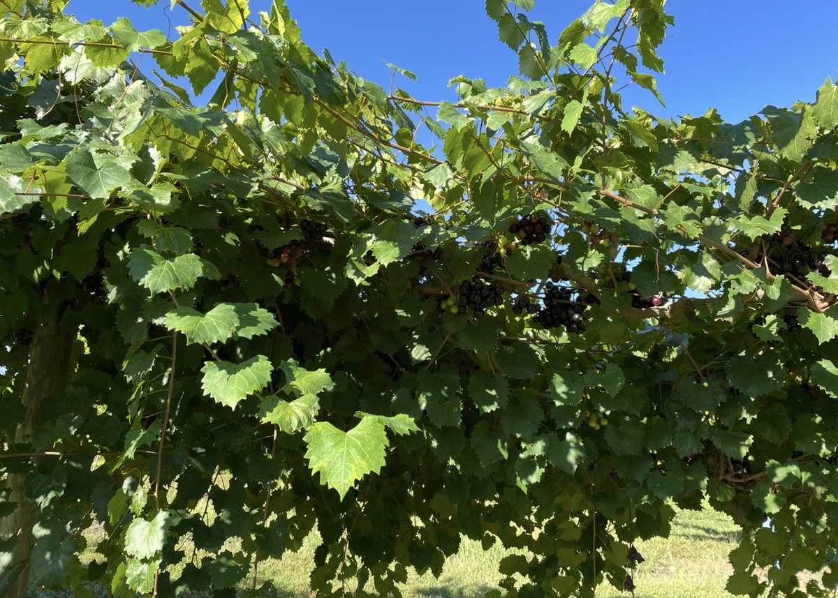 Muscadines at Sprout Springs Winery - Acrylic Painting by artist Charlotte Rollman 18x24