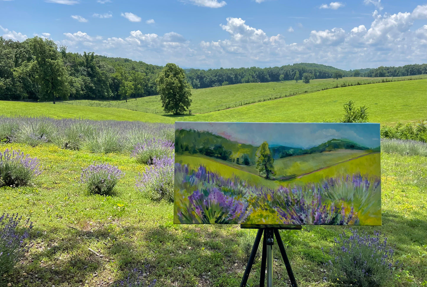 Lavender Morning  - Acrylic Painting by artist Charlotte Rollman