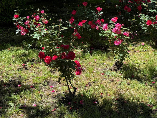 Roses in the Gallery Garden