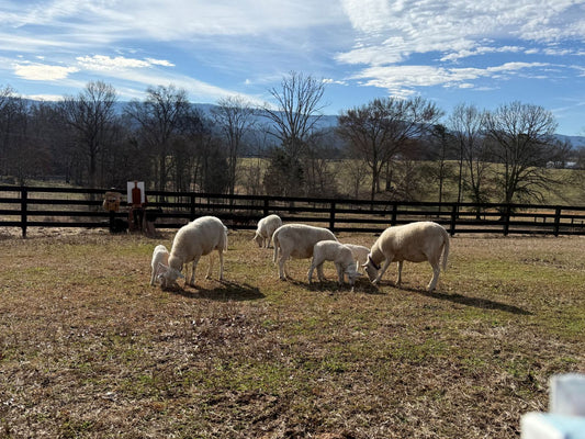 Artists in the Field: Painting at Amazing Graze Farm