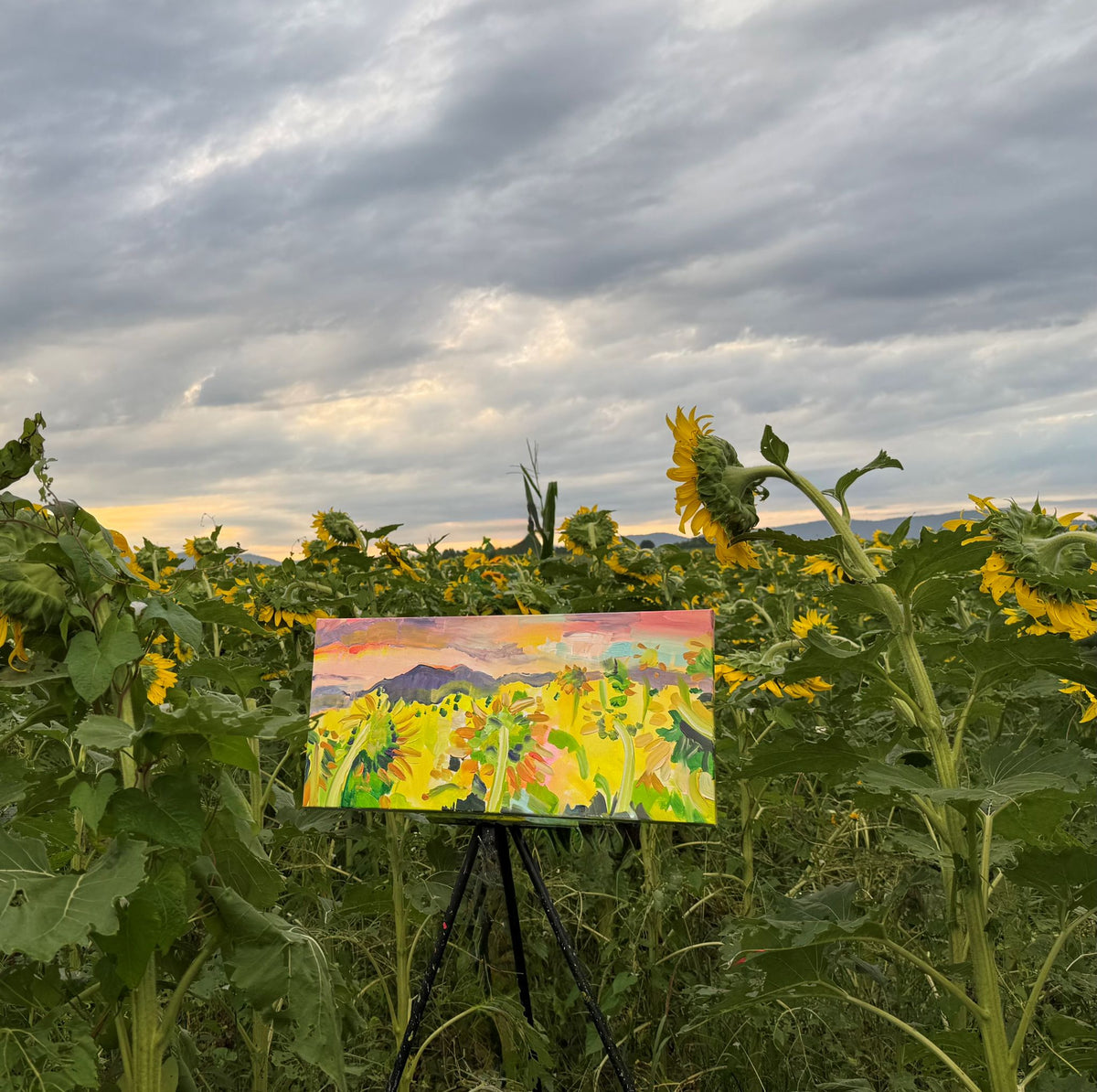 September Sunrise - Acrylic Painting by artist Charlotte Rollman 12x24