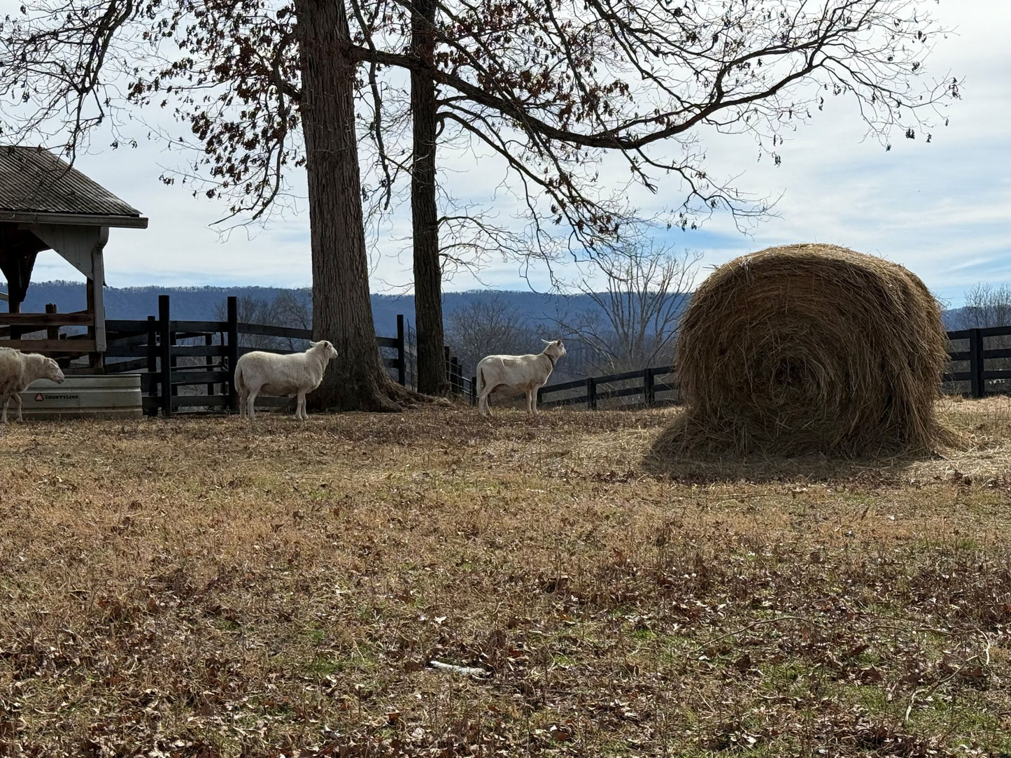 Smokies Sheep - Acrylic Painting by Artist Charlotte Rollman 16x20